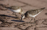 Semipalmated Sandpipers eating along the beach