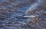 Bubbles and a feather along the edge of Lake Superior