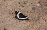 White Admiral