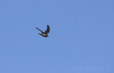 American Kestrel