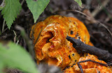 Beautiful Fungus