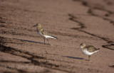 Bairds Sandpiper (left) and Semipalmated Sandpiper (right)