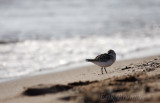 Sanderling