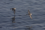 Sanderlings zipping by