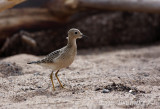 Buff-breasted Sandpiper