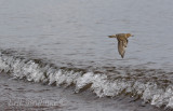 Buff-breasted Sandpiper flying by