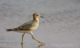 Buff-breasted Sandpiper