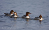 Common Mergansers riding a gradual wave