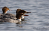 Common Mergansers