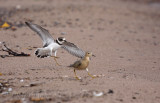 Semipalmated Plover and a Buff-breasted Sandpiper