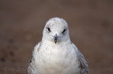 Ring-billed Gull