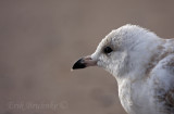 Ring-billed Gull