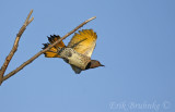 Northern Flicker