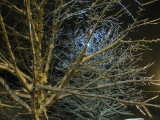Frozen trees at night