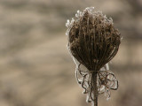 A wild winter flower with the ice of a fogghy morning