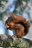  Red squirrel -  (Sciurus vulgaris)