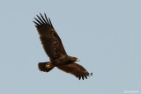 Aquila anatraia minore-Lesser Spotted Eagle (Aquila pomarina)