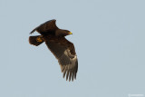 Aquila anatraia minore-Lesser Spotted Eagle (Aquila pomarina)