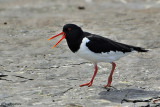 Beccaccia di mare-Eurasian Oystercatcher  (Haematopus ostralegus)