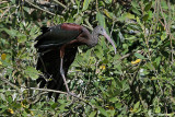 Mignattaio (Plegadis falcinellus)