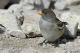 Fringuello alpino (Montifringilla nivalis)