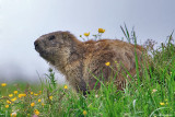 Marmotta (Marmota marmota)