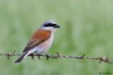 Averla piccola -Red-backed Shrike(Lanius collurio)