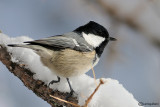 Cincia mora- Coal Tit(Periparus ater)