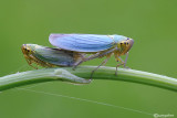 Cicadella viridis