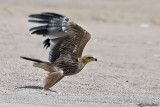 Aquila imperiale (Aquila heliaca)