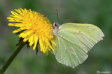 Gonepteryx rhamni