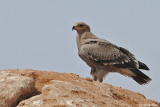 Aquila delle steppe	(Aquila nipalensis)