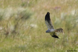 Albanella minore-Montagu's Harrier (Circus pygargus)
