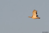 Otarda-Great Bustard (Otis tarda)