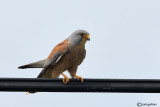 Grillaio- Lesser Kestrel (Falco naumanni)