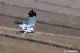 Falco di palude-Western Marsh Harrier  (Circus aeruginosus)