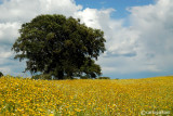 Extremadura