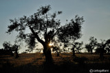 Extremadura