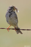 Strillozzo (Emberiza calandra)