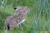 Lepre Iberica-Granada Hare (Lepus granatensis)