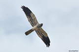 Albanella minore-Montagu's Harrier (Circus pygargus)