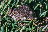 Alite iberico-Iberian Midwife Toad  (Alytes cisternasii)