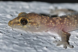 Geco verrucoso-Turkish Gecko  (Hemidactylus turcicus )
