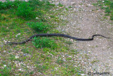 Biacco- Western Whip Snake  (Hierophis viridiflavus )