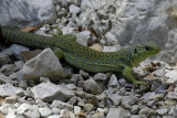 Lucertola ocellata- Ocellated Lizard (Timon lepidus )