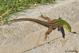 Lucertola campestre-Italian Wall Lizard  (Podarcis sicula)