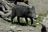 Cinghiale-Wild boar (Sus scrofa )