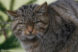 # Gatto selvatico-Wildcat  (Felis sylvestris)