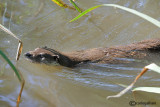  Lontra-Otter  (Lutra lutra)