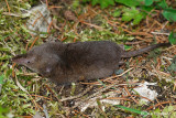 Toporagno comune-Common Shrew  (Sorex areanus)